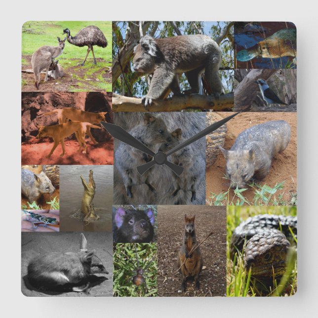 Australian Animals Photo Collage, Wall Clock Fyrkantig Klocka (Framsida)