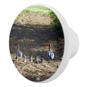 Australian Anka Family Time for Walkies Knopp