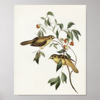 Australian Bell Bird (Myzantha melanophrys) illust Poster