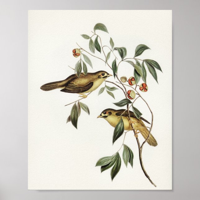Australian Bell Bird (Myzantha melanophrys) illust Poster (Framsidan)