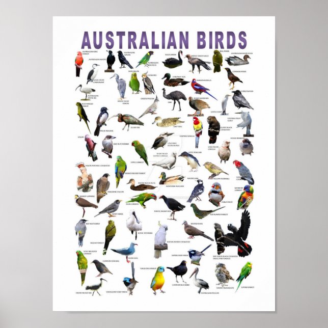 Australian Birds Chart poster (Framsidan)