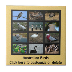 Australian Birds Kakelplatta