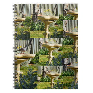 Australian Birds on Bird Bath, bärbar dator Anteckningsbok