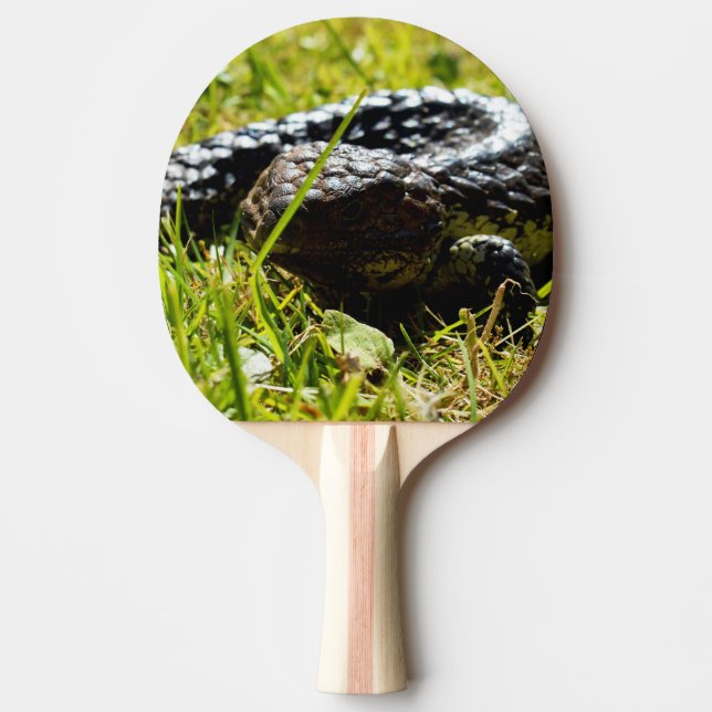Australian Blue Tunga Shingleback Lizard Pingisracket (Framsidan)