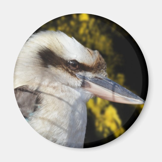 Australian Blue Winged Kookaburra Magnet (Framsidan)