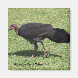 Australian Brush (Bush) Turkiet Magnet
