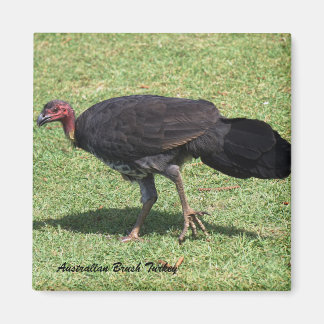 Australian Brush (Bush) Turkiet Magnet