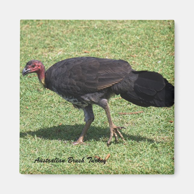 Australian Brush (Bush) Turkiet Magnet (Framsidan)