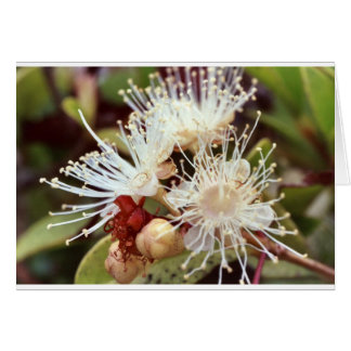 Australian Bush Cherry Hälsningskort