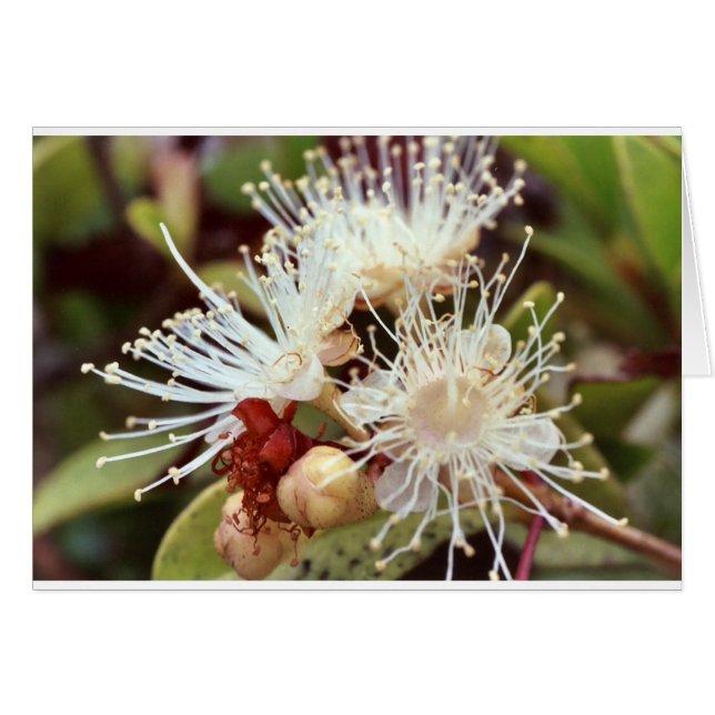 Australian Bush Cherry Hälsningskort (Framsidan Horizontal)