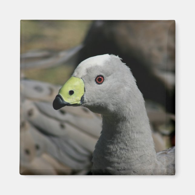 Australian Cape Barren Goose Magnet (Framsidan)