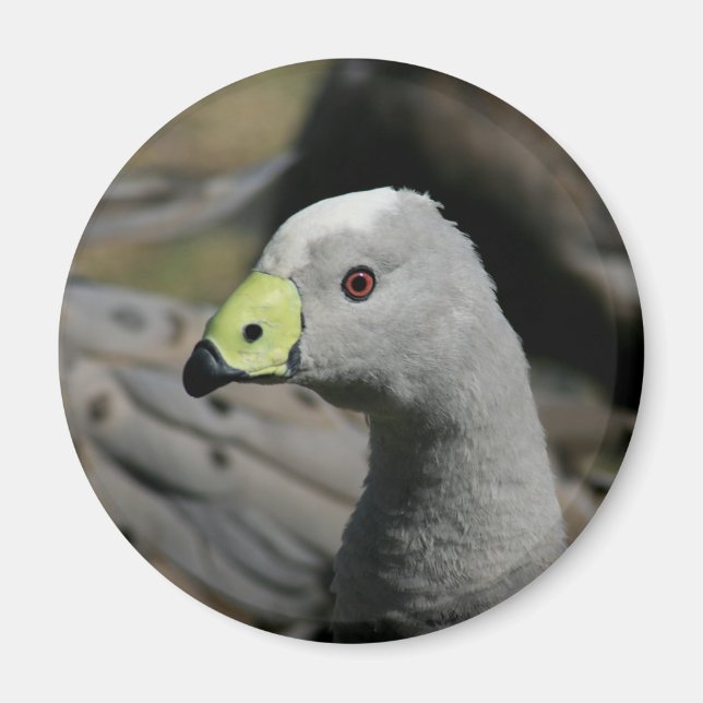 Australian Cape Barren Goose Magnet (Framsidan)