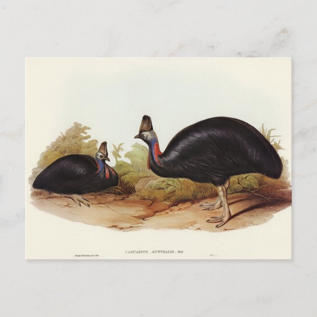 Australian Cassowary av Elizabeth Gould Vykort (Framsida)