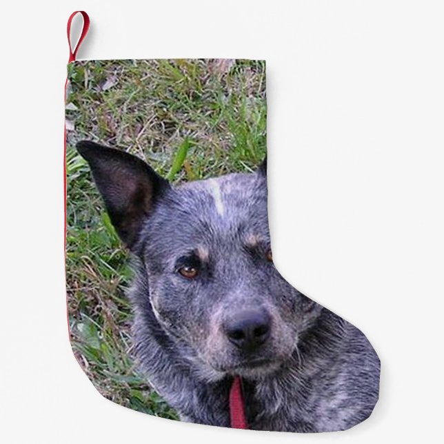 Australian_cattle_dog blue.png liten julstrumpa (Framsidan)