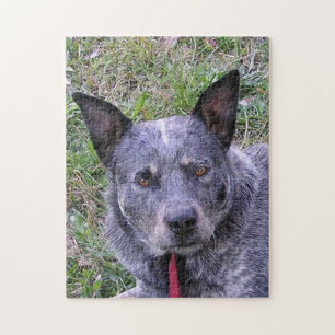 Australian_cattle_dog blue.png pussel