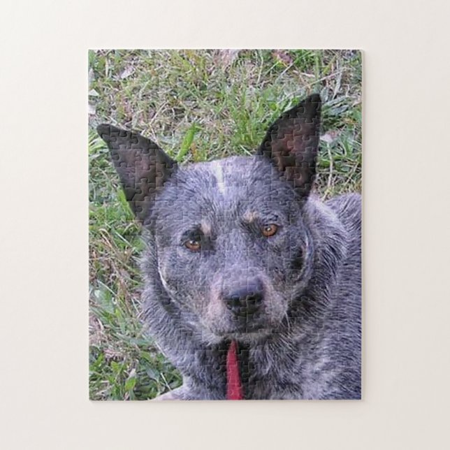 Australian_cattle_dog blue.png pussel (Vertikal)