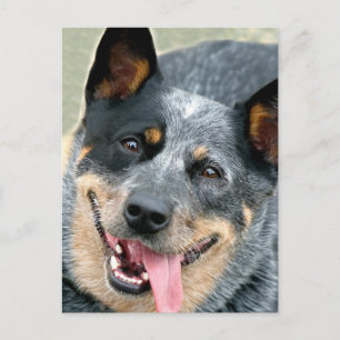 Australian Cattle Dog Vykort