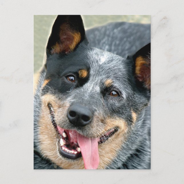 Australian Cattle Dog Vykort (Framsida)