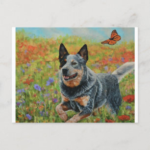 australian cattle dog vykort, Charmerande Australi Vykort