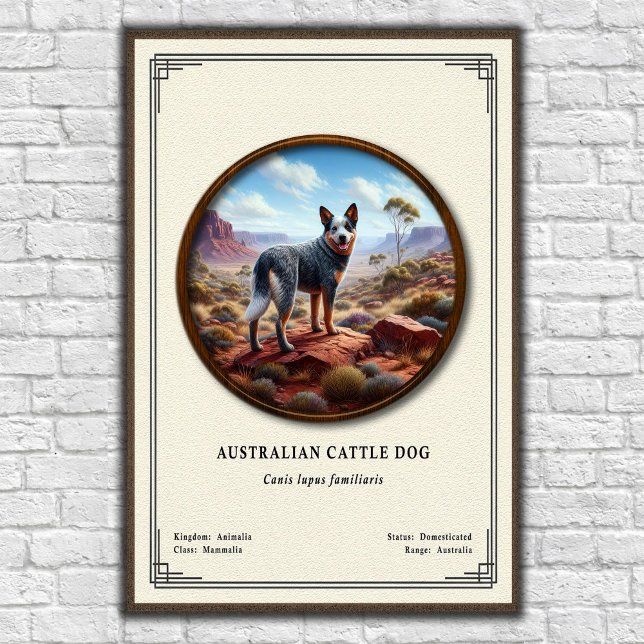 Australian Cattle Dog Zoology Series Poster (Skapare uppladdad)