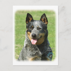Australian Cattle Hund 9F059D-14 Vykort