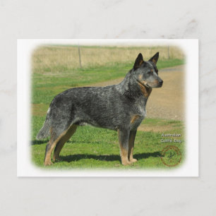 Australian Cattle Hund 9F060D-06 Vykort
