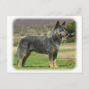 Australian Cattle Hund 9F060D-18 Vykort