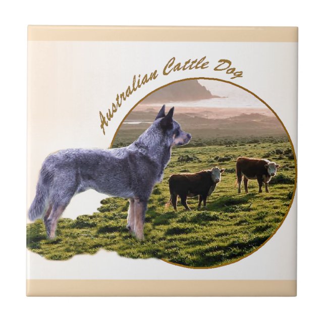 Australian Cattle Hund Art Kakelplatta (Framsidan)