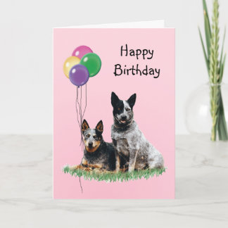 Australian Cattle Hund, Birthday Balloons Kort