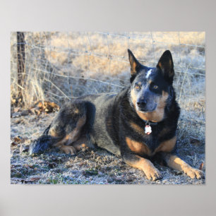 Australian Cattle Hund eller Blue Heeler Photo Pos Poster