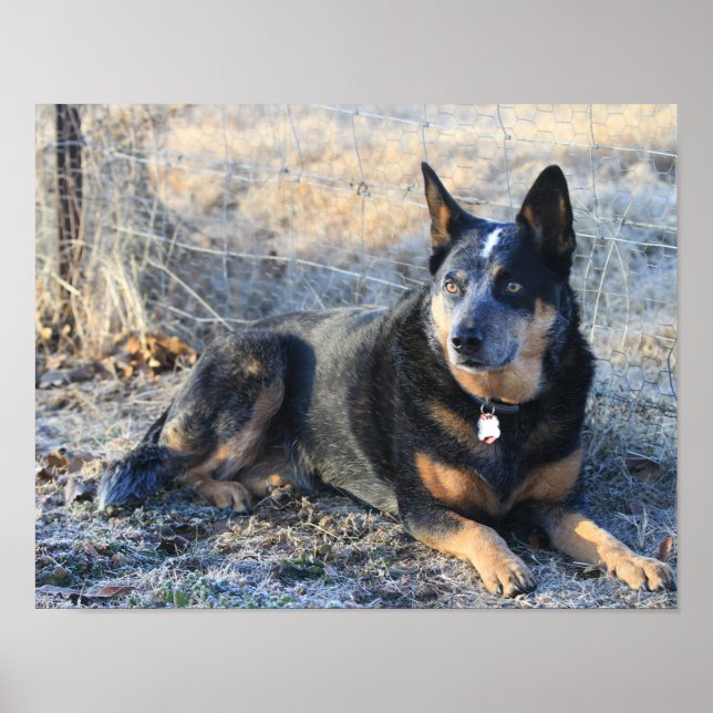 Australian Cattle Hund eller Blue Heeler Photo Pos Poster (Framsidan)