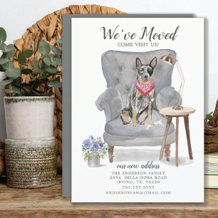 Australian Cattle Hund Flytta Announcement Meddelande