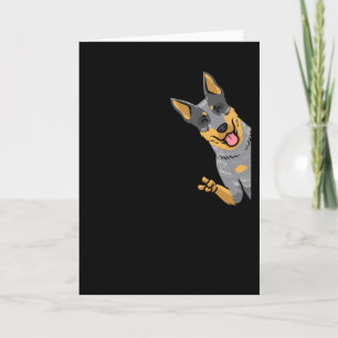 Australian Cattle Hund Heeler Kort