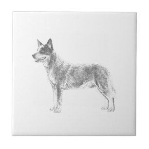 Australian Cattle Hund Kakelplatta