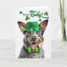 Australian Cattle Hund Lucky St patrick's day