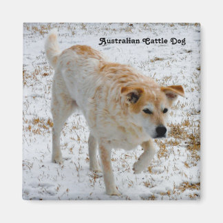 Australian Cattle Hund Magnet