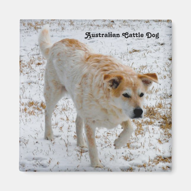 Australian Cattle Hund Magnet (Framsidan)