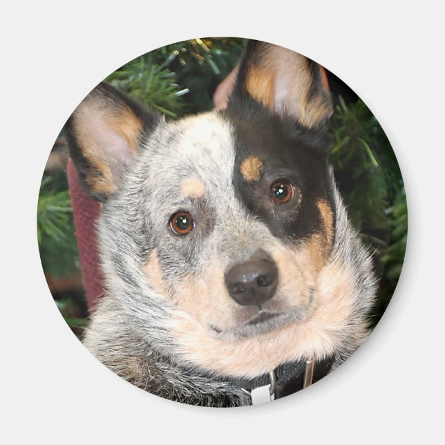 Australian Cattle Hund Photo Magnet (Framsidan)