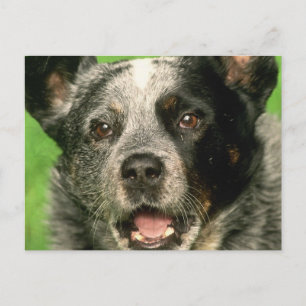 Australian Cattle Hund Postcard Vykort