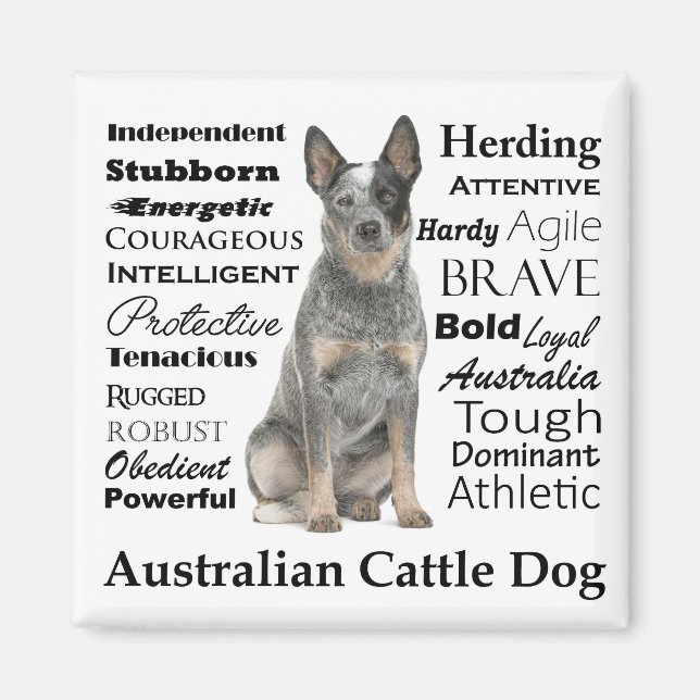 Australian Cattle Hund Traits Magnet (Framsidan)