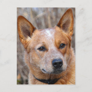 Australian Cattle Hund Vykort