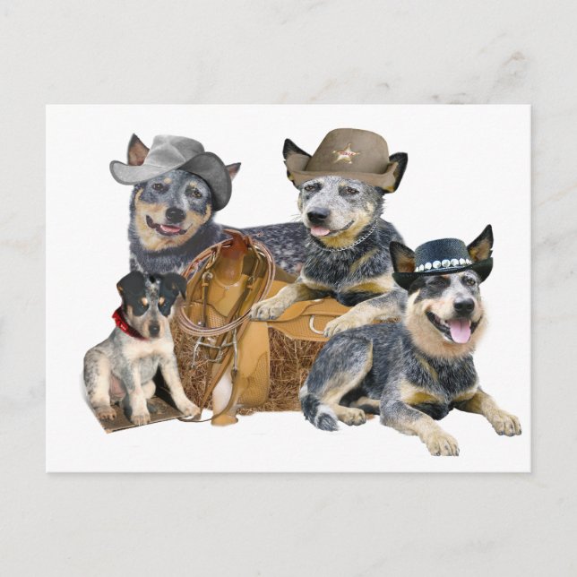 Australian Cattle Hund Vykort (Framsida)