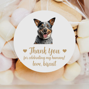 Australian Cattle Hund Wedding Favor Stickers Runt Klistermärke