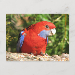 Australian Crimson Rosella Vykort