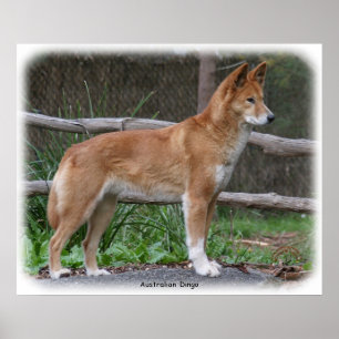 Australian Dingo 9Y209D-268 Poster