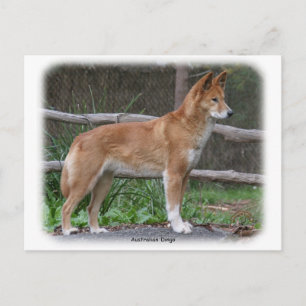 Australian Dingo 9Y209D-268 Vykort
