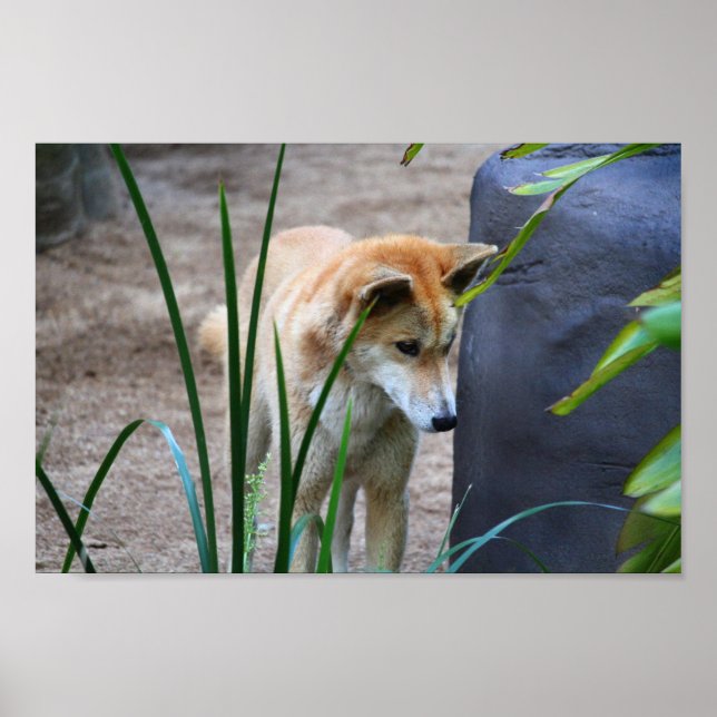 Australian Dingo Poster (Framsidan)