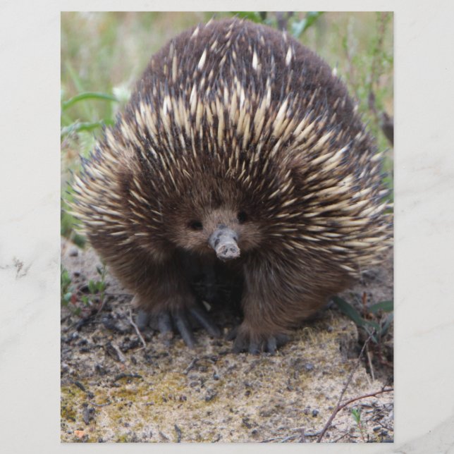 Australian Echidna Cute Animal Photo (Framsida)