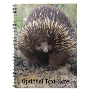 Australian Echidna Cute Animal Photo Anteckningsbok Med Spiral