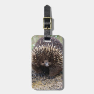 Australian Echidna Cute Animal Photo Bagagebricka